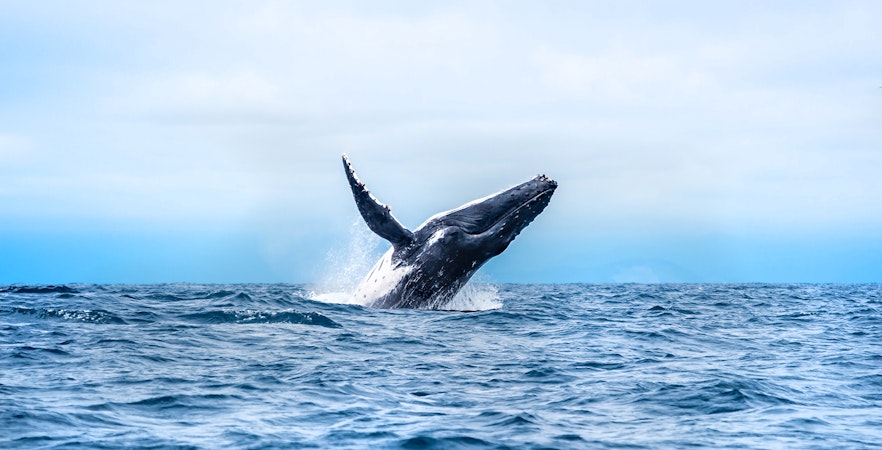 Humpback whale breaching during whale watching tour in Los Angeles.