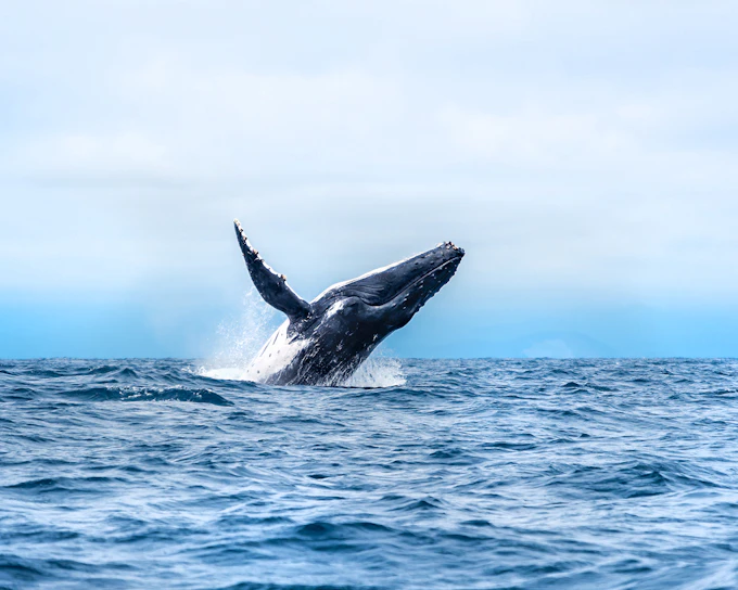 Cairns to Fitzroy Island: Guided Whale Watching Cruise + Snorkel Equipment Hire + Island Free Time