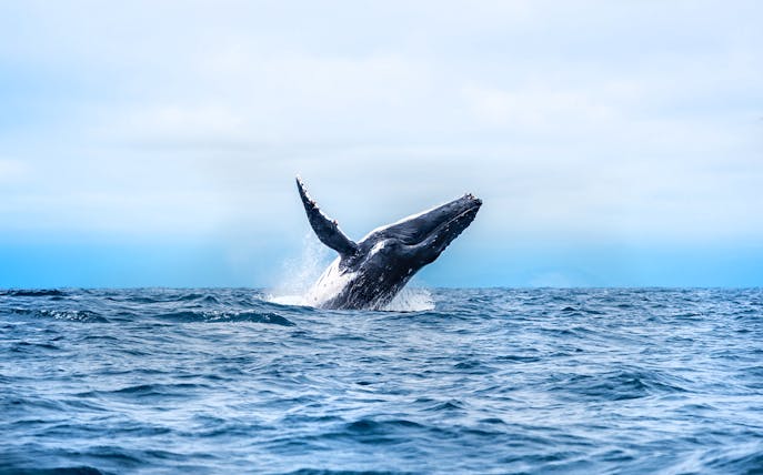 Humpback whale breaching during whale watching tour in Los Angeles.