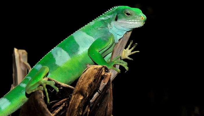 Cologne Zoo