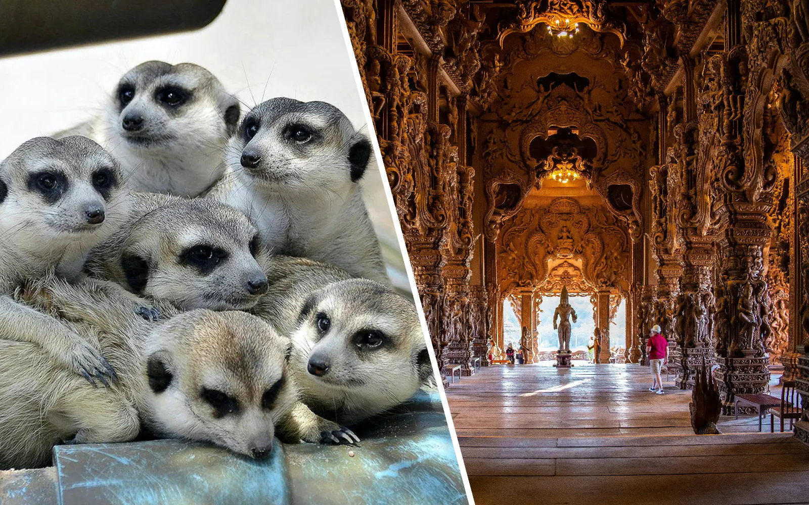 Meerkats huddled at Khao Kheow Open Zoo and wooden carvings in Sanctuary of Truth, Pattaya.