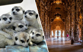 Meerkats huddled at Khao Kheow Open Zoo and wooden carvings in Sanctuary of Truth, Pattaya.