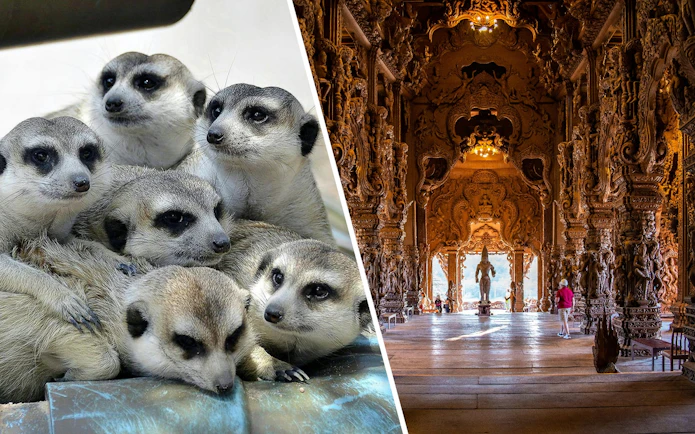 Meerkats huddled at Khao Kheow Open Zoo and wooden carvings in Sanctuary of Truth, Pattaya.