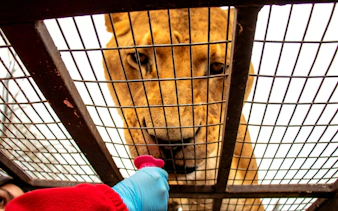 Tourist feeding lioness through safari car cage.