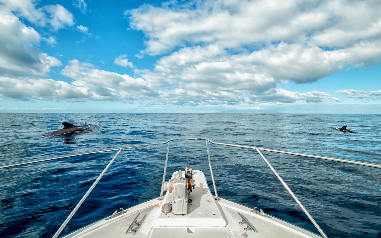 Catamaran sailing in Tenerife waters with whales visible in the distance.
