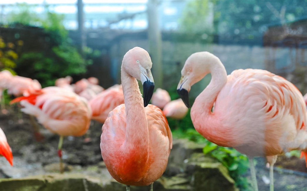 Chilean flamingos in habitat at Edinburgh Zoo.