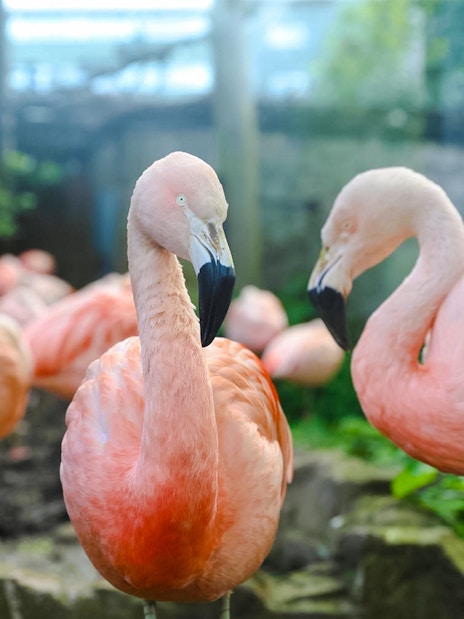 Chilean flamingos in habitat at Edinburgh Zoo.