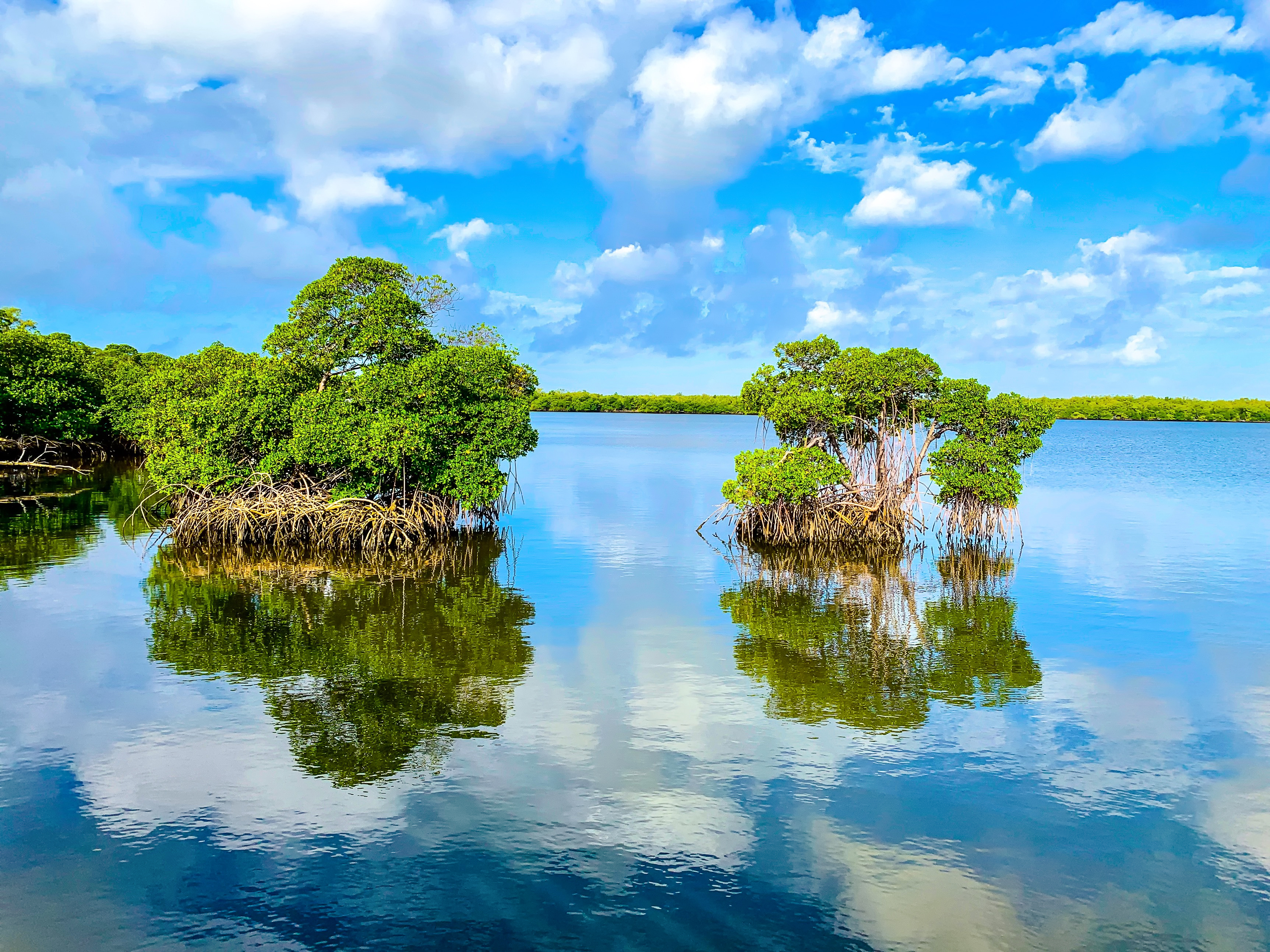 Mangroves reflecting in calm waters of the Everglades under a blue sky.