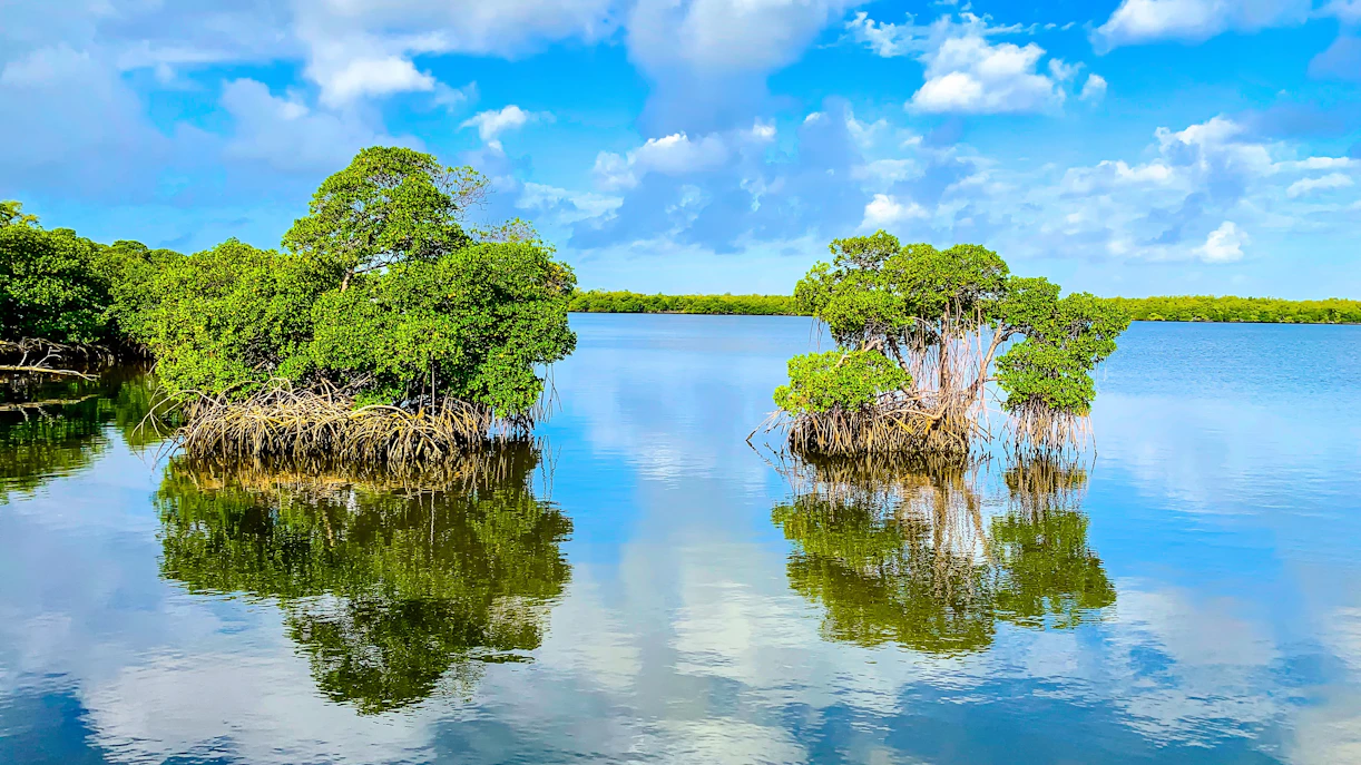 Mangroves reflecting in calm waters of the Everglades under a blue sky.