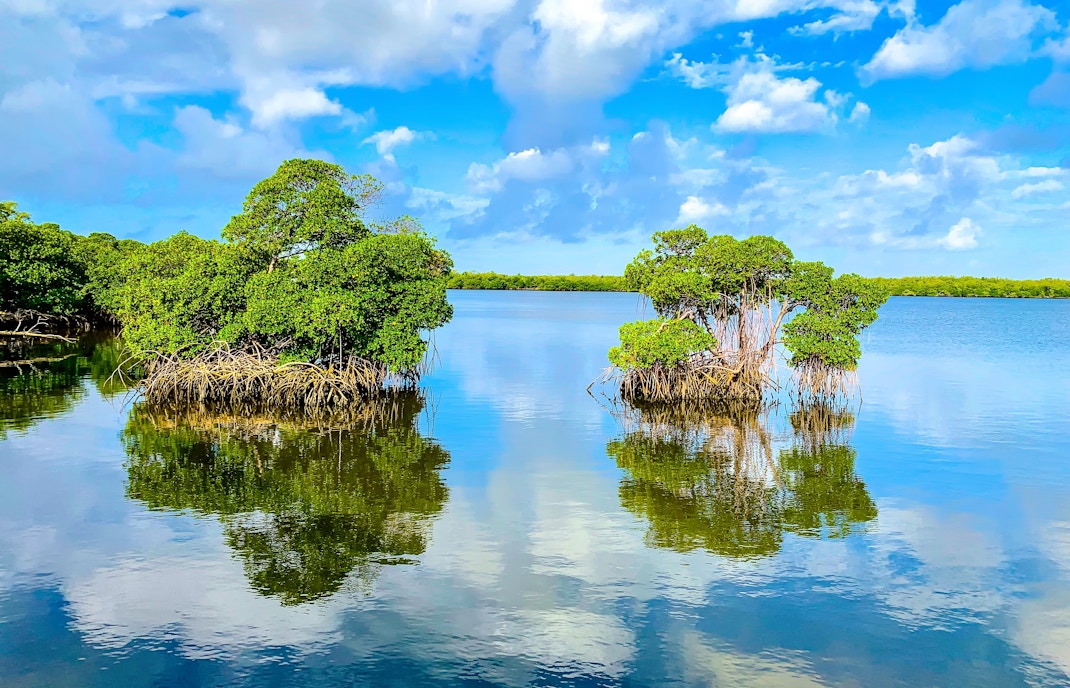 Mangroves reflecting in calm waters of the Everglades under a blue sky.