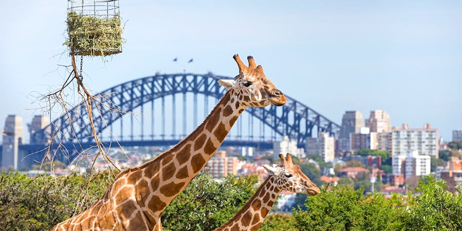 Sydney in November - Sydney Taronga Zoo