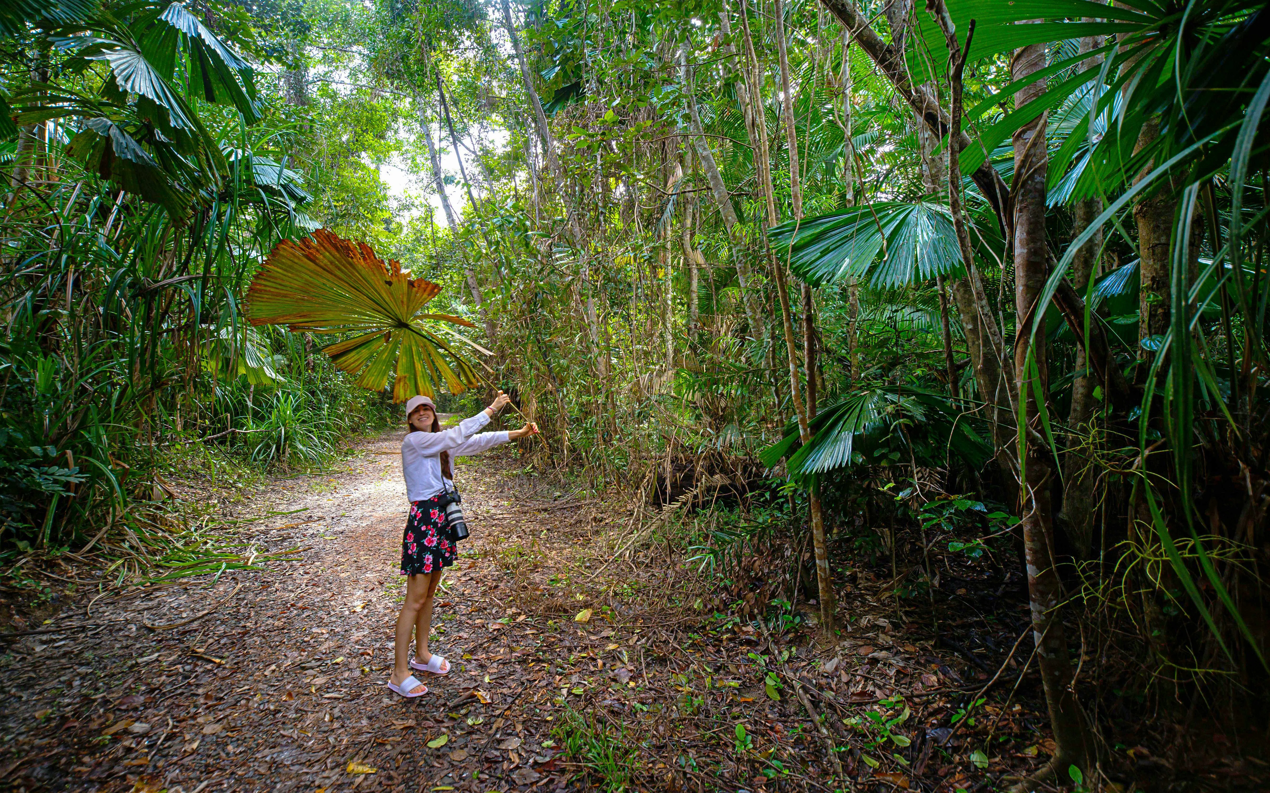 Girl hiking under fan palms in Daintree Rainforest, Queensland.