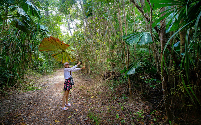 Girl hiking under fan palms in Daintree Rainforest, Queensland.