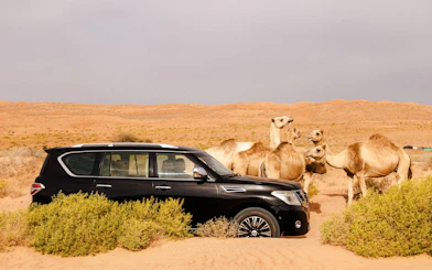 SUV and camels in Wahiba Desert, Oman, during Muscat guided tour.