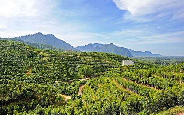 Gaharu Tea Valley landscape with lush green terraces in Gopeng, Perak.