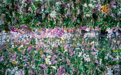 Hanging orchids reflected in mirrors at teamLab Borderless, Tokyo.