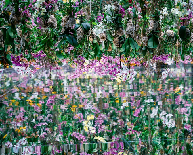 Tokyo: teamLab Borderless Admission and Imperial Palace East Gardens Guided Walking Tour