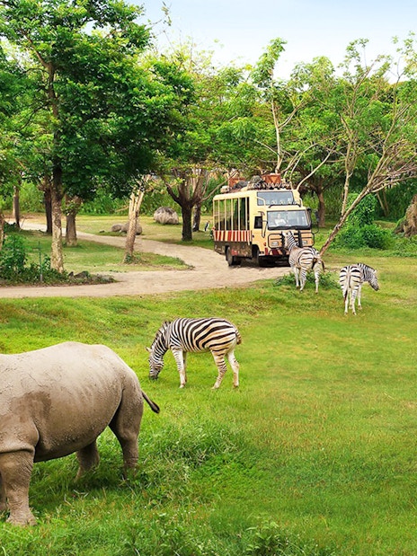 Rhino and zebras grazing near safari bus at Bali Safari & Marine Park.