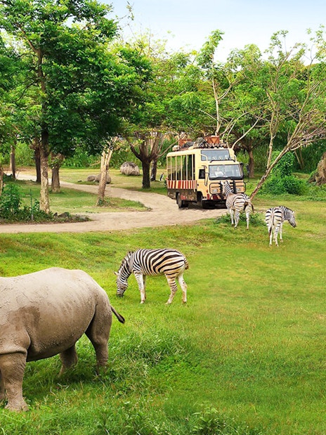 Rhino and zebras grazing near safari bus at Bali Safari & Marine Park.