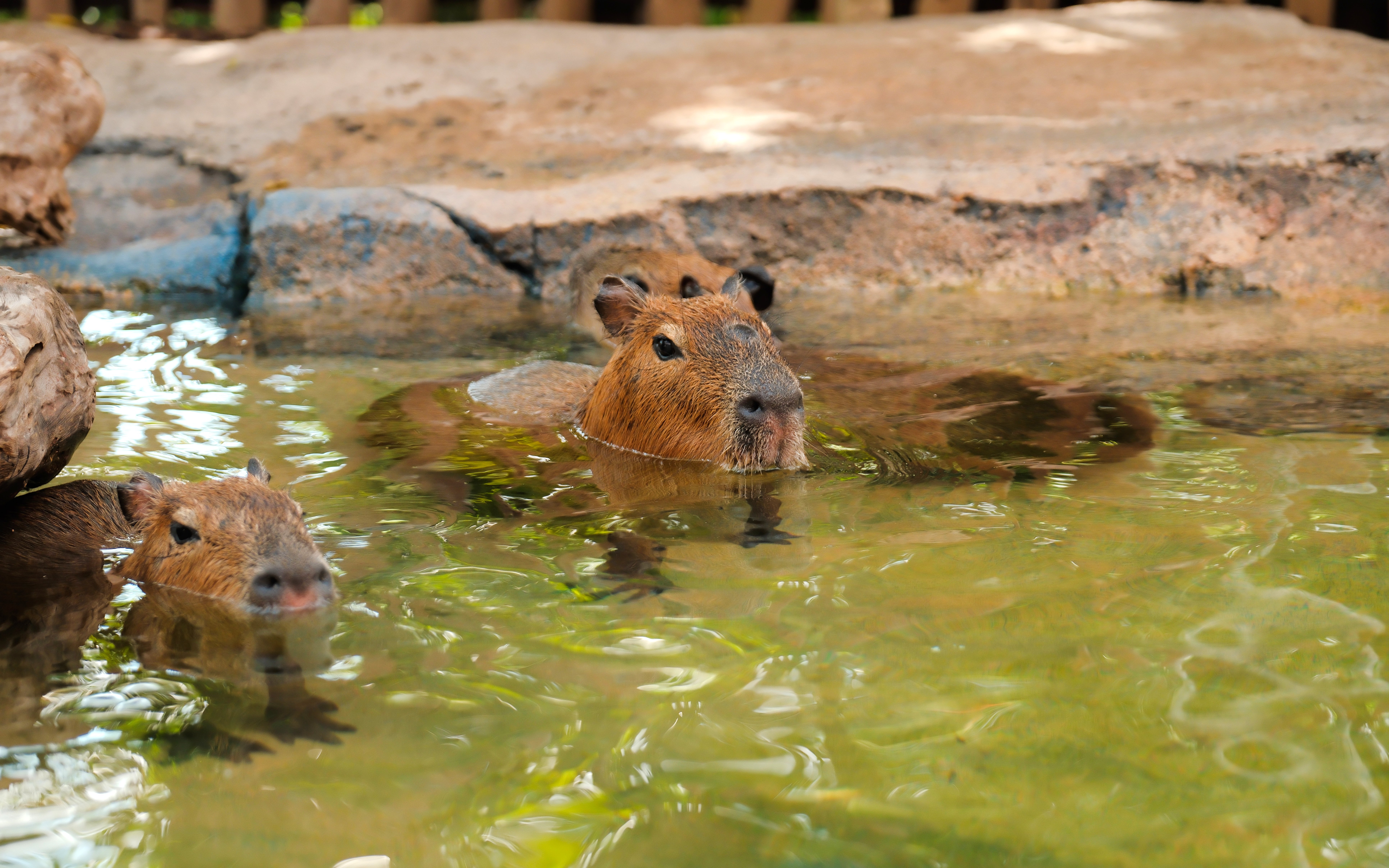 Capybaras swimming in a pond at Bali Zoo.