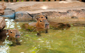 Capybaras swimming in a pond at Bali Zoo.