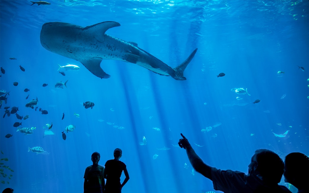 Man pointing at whale shark in large aquarium tank with various fish swimming.