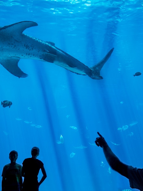 Man pointing at whale shark in large aquarium tank with various fish swimming.