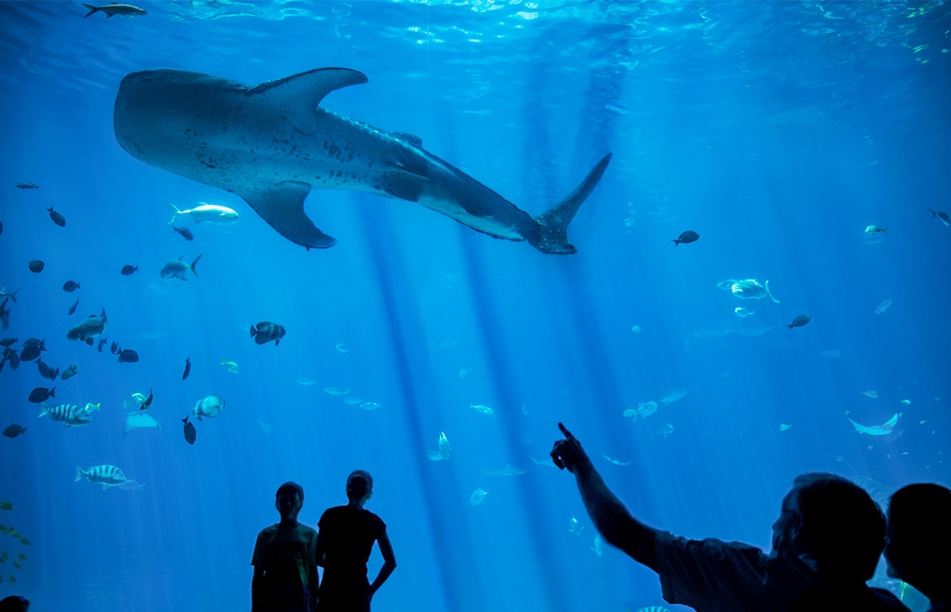 Man pointing at whale shark in large aquarium tank, showcasing marine life experience.