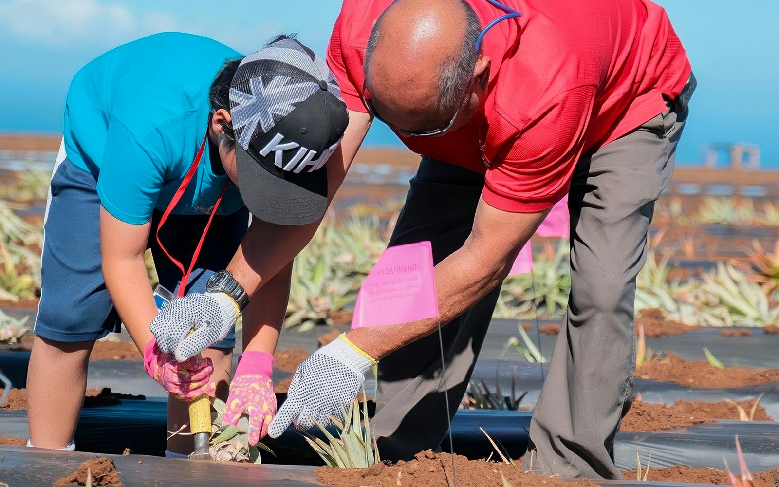 Participants planting pineapples on a farm during a plantation tour and tasting.