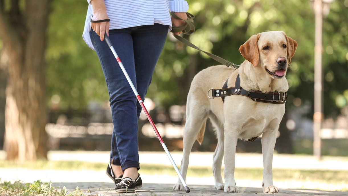 assistance dog helping out its parent