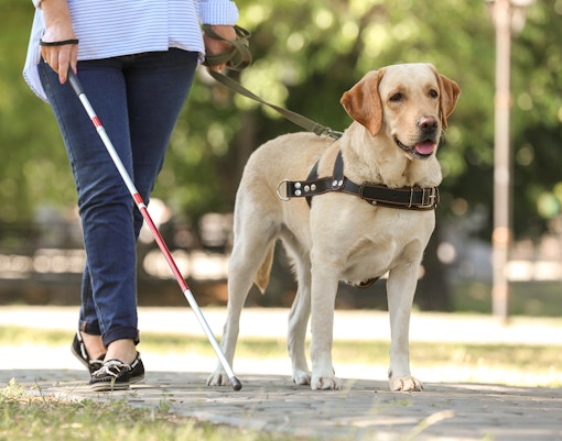 Only service animals at Prado Museum