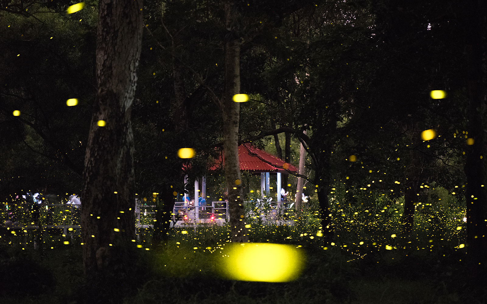 A Firefly night cruise