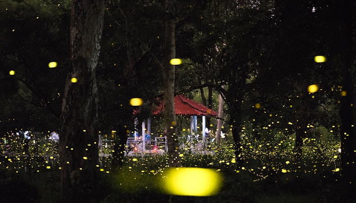 A Firefly night cruise