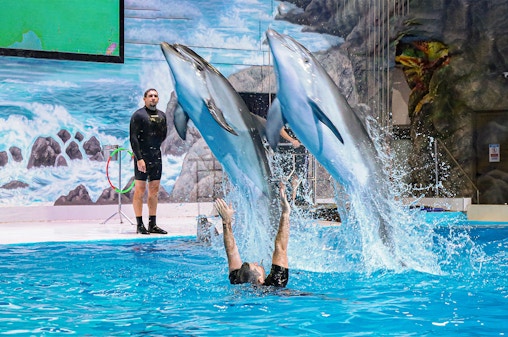 Dubai Dolphinarium: Dolphin & Seal Show Tickets