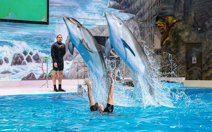 Dolphins leaping over a trainer at Dubai Dolphinarium show.