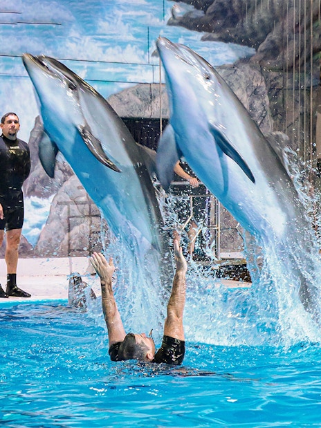 Dolphins leaping over a trainer at Dubai Dolphinarium show.