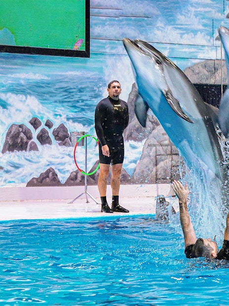 Dolphins leaping over a trainer at Dubai Dolphinarium show.