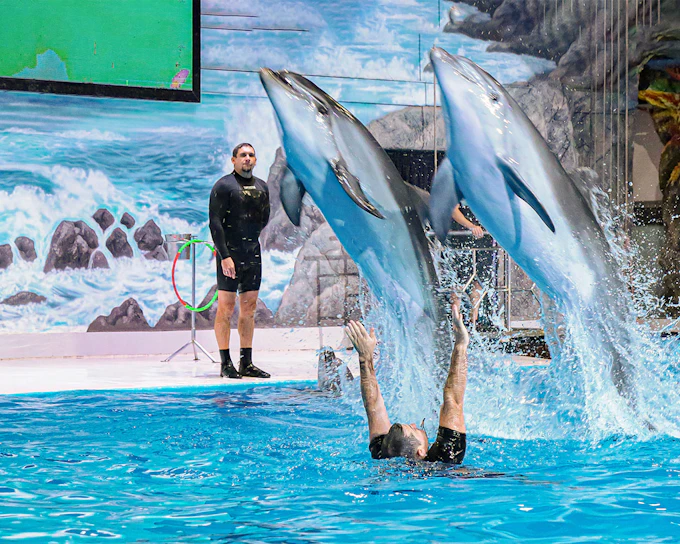 Dubai Dolphinarium: Dolphin & Seal Show Tickets