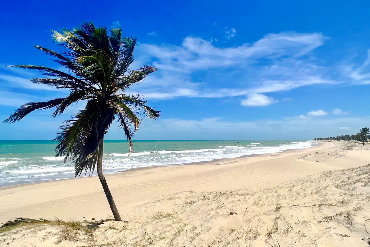 Cumbuco beach with palm tree and ocean waves under a clear blue sky.