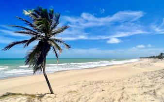 Cumbuco beach with palm tree and ocean waves under a clear blue sky.