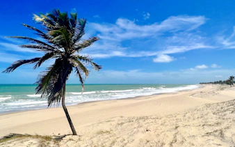 Cumbuco beach with palm tree and ocean waves under a clear blue sky.