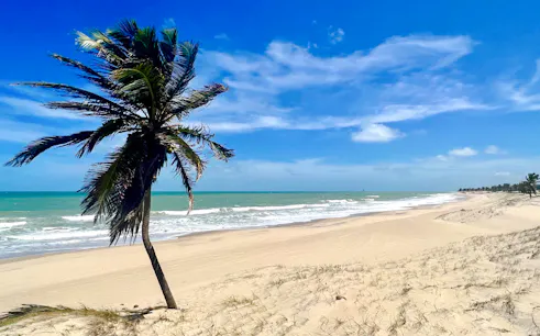 Cumbuco beach with palm tree and ocean waves under a clear blue sky.