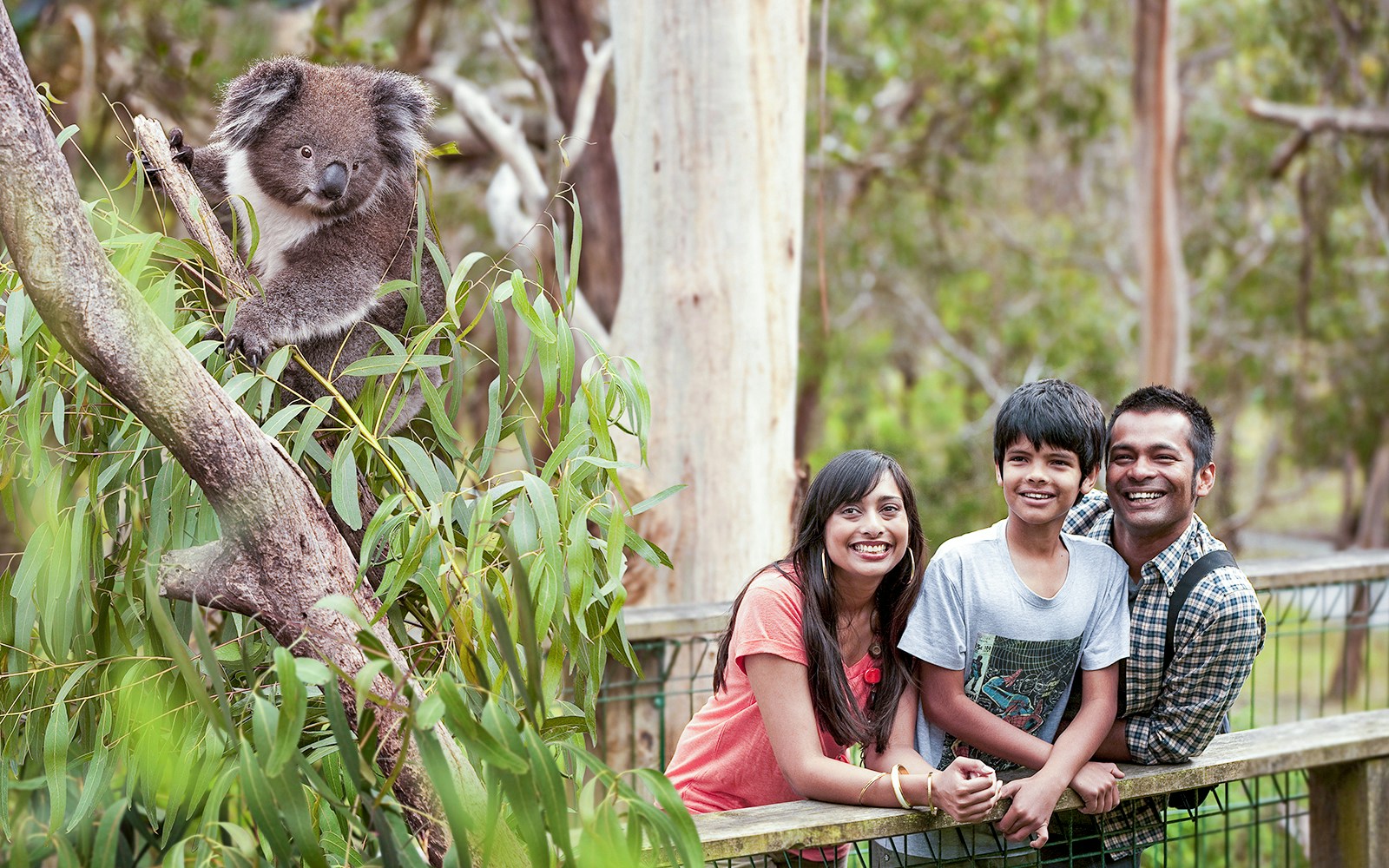 A family enjoying at the  Koala Conservation Reserve in Phillip Island