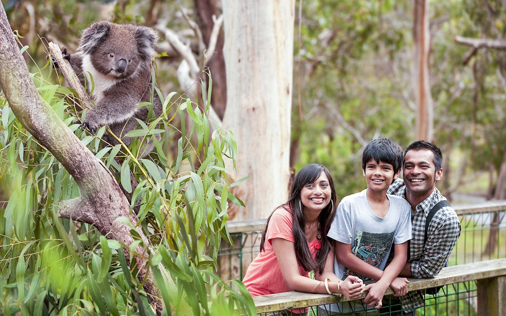 Family smiling near a koala at Koala Conservation Reserve, Phillip Island.