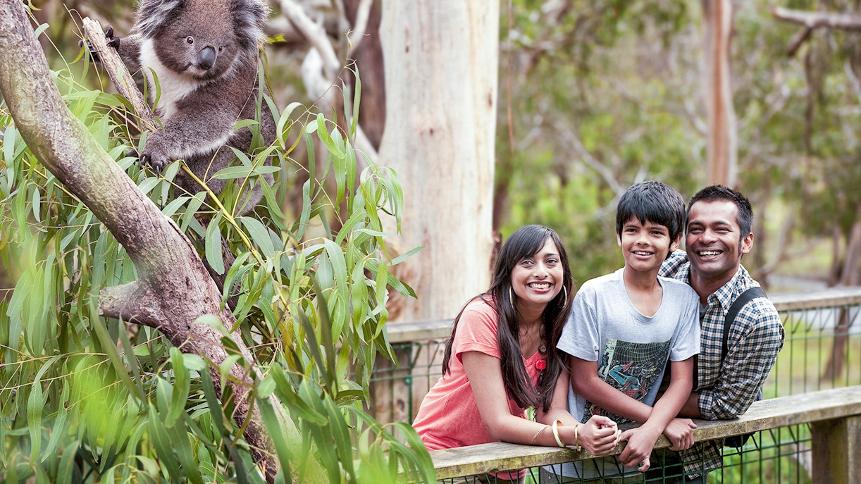 A family enjoying at the Koala Conservation Reserve in Phillip Island