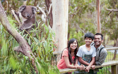 Family smiling near a koala at Koala Conservation Reserve, Phillip Island.