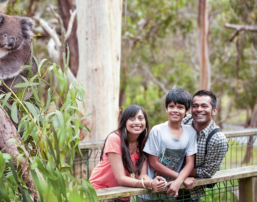 Koala Conservation Reserve - Phillip Island tours