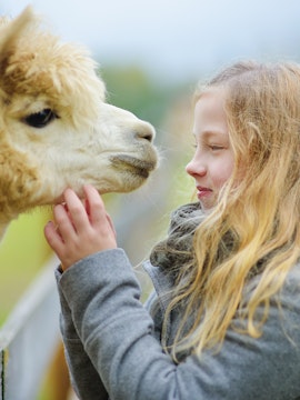 Young girl gently stroking an alpaca outdoors.
