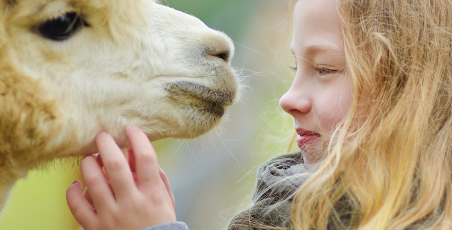 Farm In The City Bilety