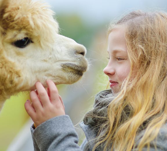 Young girl gently stroking an alpaca outdoors.